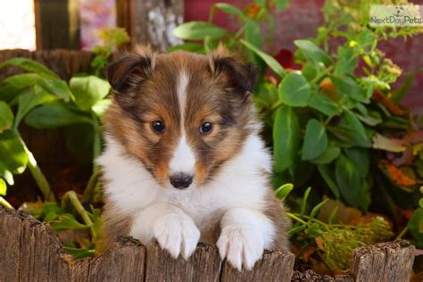 Sheltie puppies for sale near me - Sheltie Blessings is an AKC Shetland Sheepdog Breeder, offering sheltie puppies for sale in and near NY & PA for decades. Click now for details! Call Today! 716-795-3810. atwaters@sheltieblessings.com. 9671 Lower Lake Road, Barker, NY 14012. Home; About Us; Our Shelties; Puppies; Gallery;